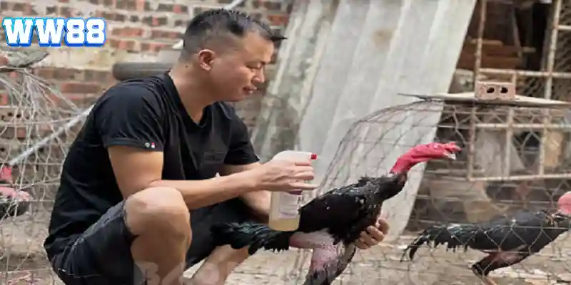 Các biện pháp chăm sóc cho chiến kê đá