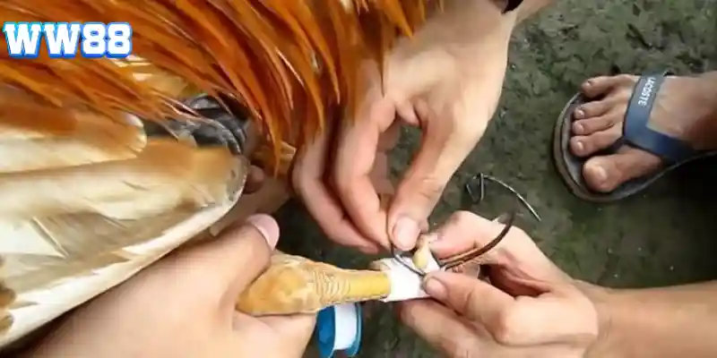 Giải thích về Cách Băng Cựa Gà Đá