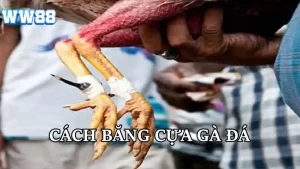 Cách băng cựa gà đá WW88