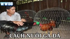 Cách nuôi gà đá WW88