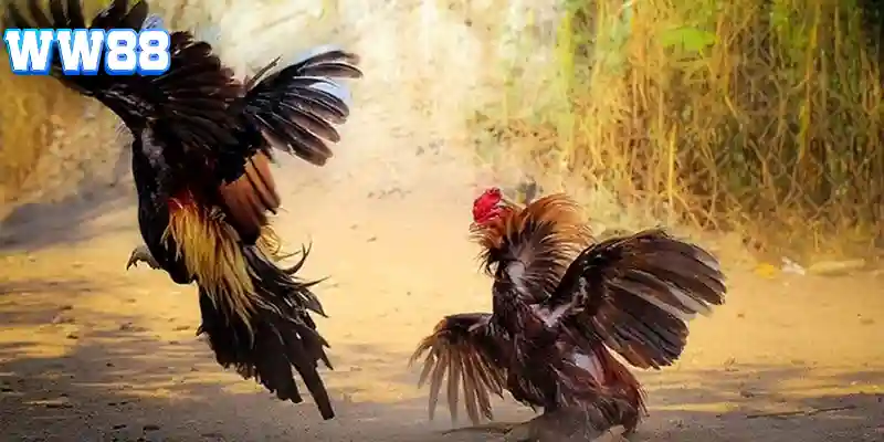 Cách xem ngày đá gà dựa trên yếu tố phong thủy