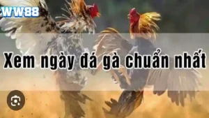 Cách xem ngày đá gà WW88