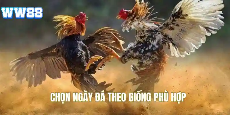 Cách xem ngày đá gà theo giống gà cụ thể