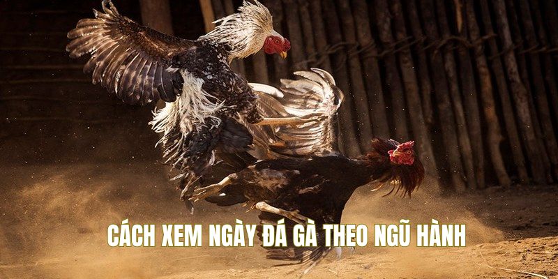 Áp dụng cách xem ngày đá gà theo ngũ hành
