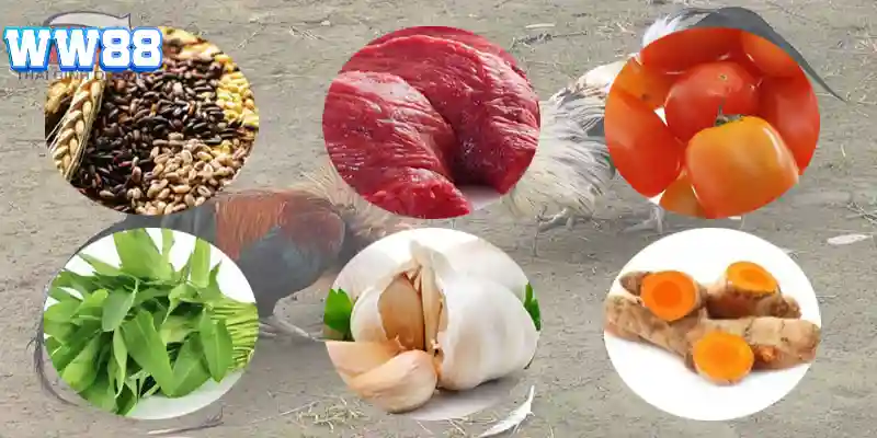 Chế độ ăn uống chuẩn bài trong cách nuôi gà đá