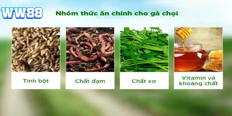 Dinh dưỡng cho gà trưởng thành