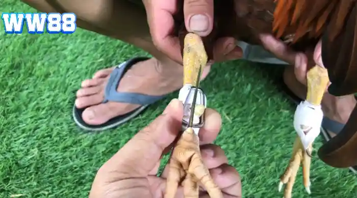 Những điểm chí mạng cần lưu ý khi băng cựa gà