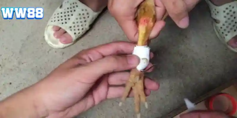 Thao tác băng cựa chuyên nghiệp