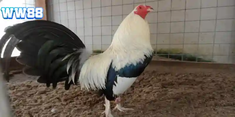 Tìm hiểu chi tiết về gà chuối